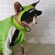 Clothing for cats 'Set - jacket cap green apple'. Pet clothes. Happy-sphynx. Online shopping on My Livemaster.  Фото №2