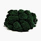 Картина из стабилизированного мха ягель (формат А5). Стабилизированный мох. Озеленение Интерьера Greenery. Ярмарка Мастеров.  Фото №5