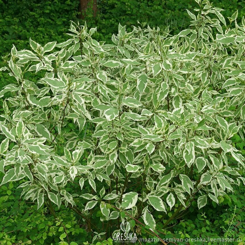 Дерен белый Элегантиссима Декоративные растения РАЗНОЕ. Луковицы, рассада и саже