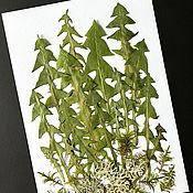 Сухоцветы плоский гербарий рута кружевница пряные травы