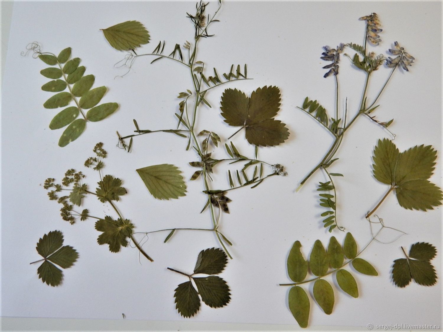 симметрия гербарий. сушка листьев для поделок. рябина гербарий. гербариум цветы. цветы гербарий.