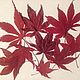 Красные листья японского клена