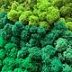 Мох Стабилизированный От Производителя, Природные материалы, Иваново,  Фото №1