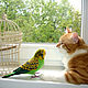 Parrot Carlos / wavy parrot / bird talker / budgerigar. Stuffed Toys. Woolen Zoo. My Livemaster. Фото №6