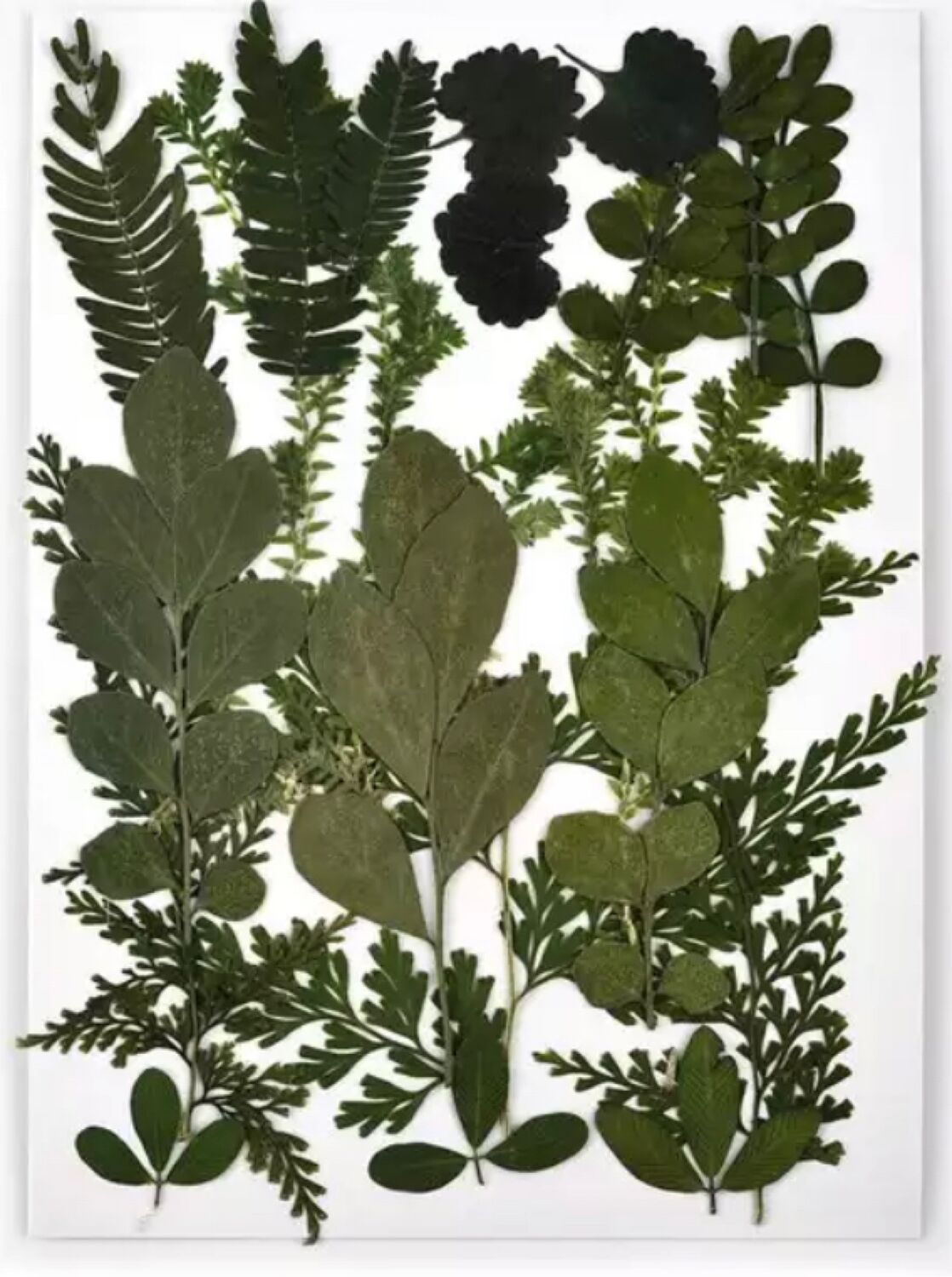 Набор сухоцветов «сушеные листья» в интернет-магазине Ярмарка Мастеров ...