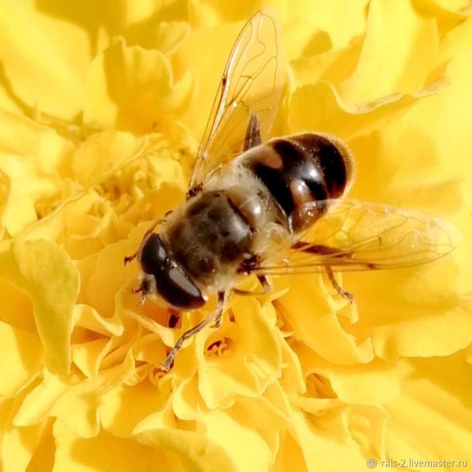 Пчела-плотник фиолетовая — Википедия