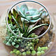 Composition with succulents from polymer clay. Composition. KG_flowers. My Livemaster. Фото №5