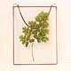 the herbarium in the glass. the herbarium in the frame. Fern. Suspension. Glass Flowers. Online shopping on My Livemaster.  Фото №2