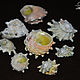 Shell Asteria large, 7 PCs, Shells, Moscow,  Фото №1