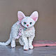 Игрушка белый котенок Девон Рекс в натуральную величину, Мягкие игрушки, Омск,  Фото №1