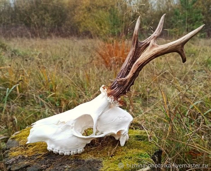 Косуля красивое фото скелет