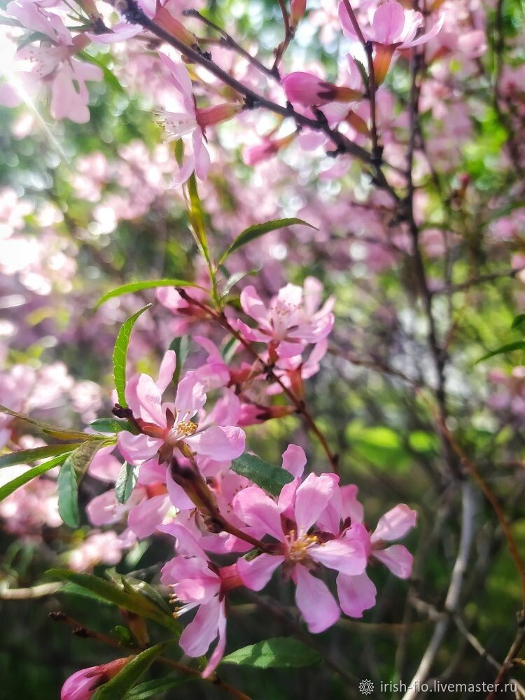 Сет фотографий "Розовая весна" - 6 фото, Фотографии, Новосибирск,  Фото №1