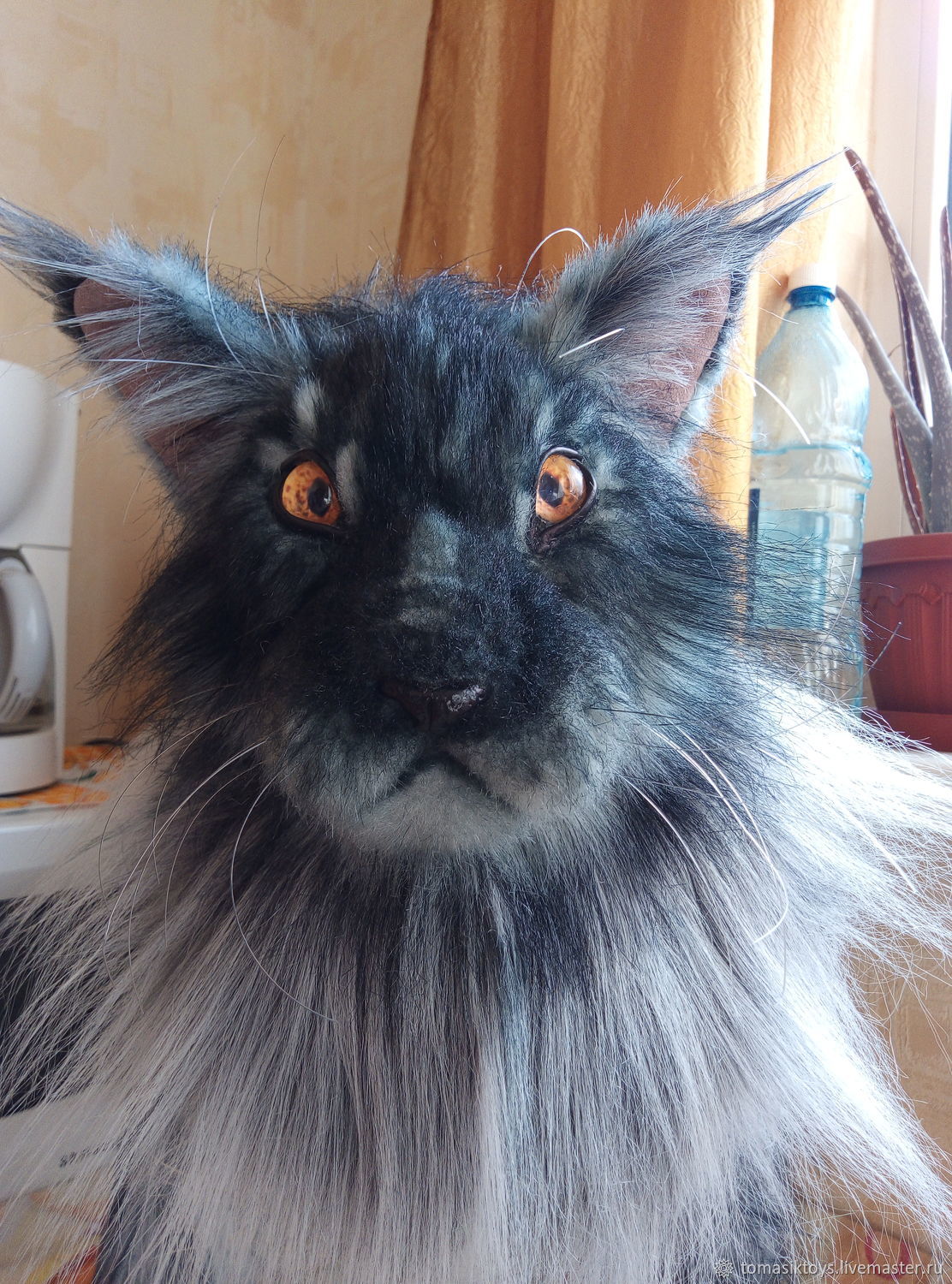 Кот мэйкун цена