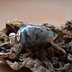 Pendulum pendant with moss agate. Pendant. Beautiful magic stones (silakamnia). My Livemaster. Фото №5