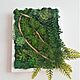 Copy of Copy of Copy of Copy of Succulent arrangement. Composition. TaLanaLita (goodshop39). My Livemaster. Фото №5