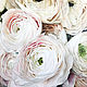 Oil painting Ranunculus 100h100 cm, Pictures, Moscow,  Фото №1