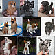 Dogs, puppies, pets for dolls. Felted Toy. zverki (zverki). My Livemaster. Фото №4