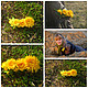 Заказать "Одуванчики" брошь-заколка 2 в 1. Елена Морозова (floralmix). Ярмарка Мастеров. . Брошь-булавка Фото №3
