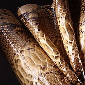 Материалы для творчества handmade. Livemaster - original item Python skin, hide, width 30-34 cm IMP2004L. Handmade.
