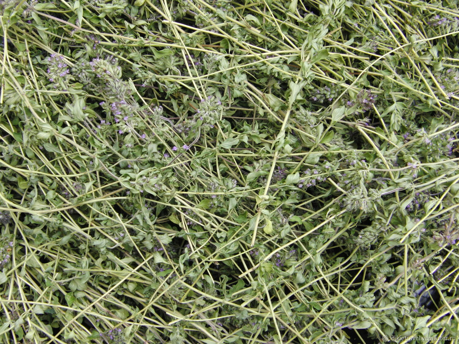 Себарги растений трава