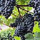 Гидролат чёрного винограда, Тоники, Брянск,  Фото №1