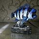 Cyphotilapia frontosa. 'blue zaire Moba'. Figurines. AlbaTigrisStudio. Online shopping on My Livemaster.  Фото №2