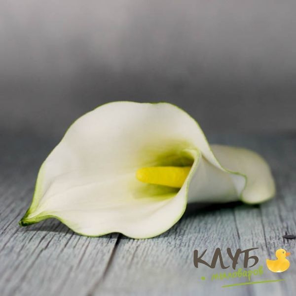 Калла масс. Zantedeschia rehmannii. Калла масс. Калла камео. Каллы букет.