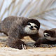 Felt toy: a three-toed sloth with a cub, Felted Toy, Cherepovets,  Фото №1