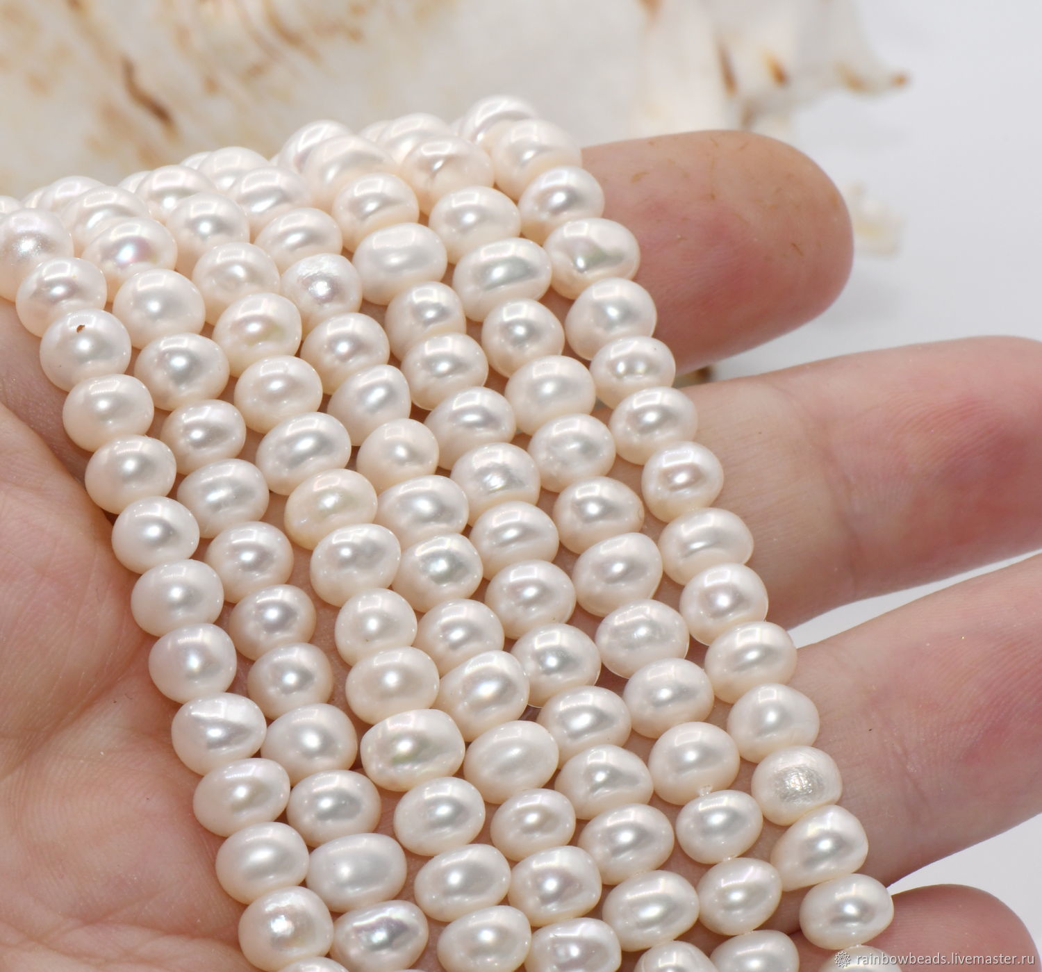 жемчуг язык. моллюск акойя жемчуг. жемчуг бурмицкий. моллюск акойя жемчуг. озерный жемчуг.