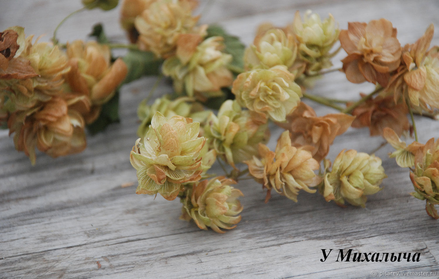 Семена Шишки Хмеля Купить