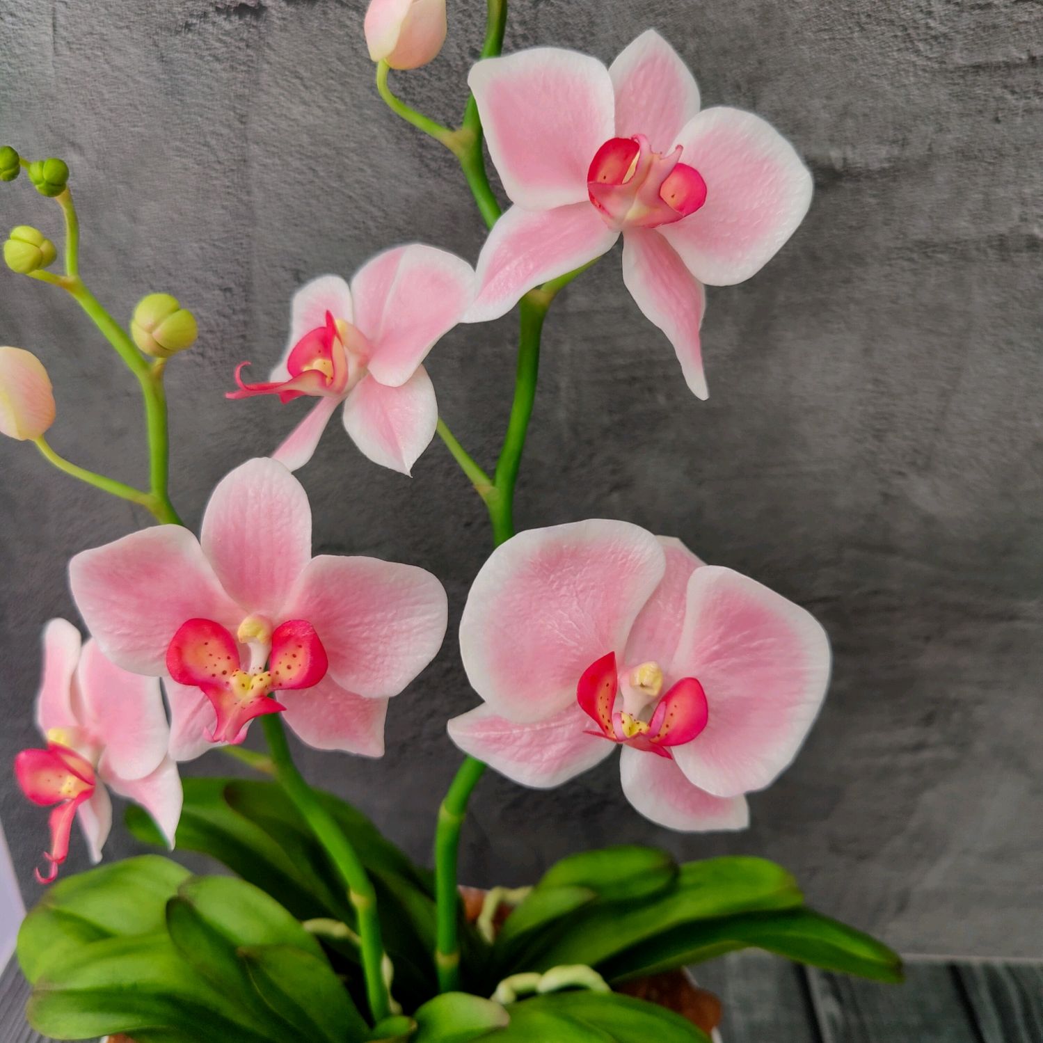 Розовые орхидеи фаленопсис: фото гибридов Дракон, с вишневыми вкраплениями и прочих