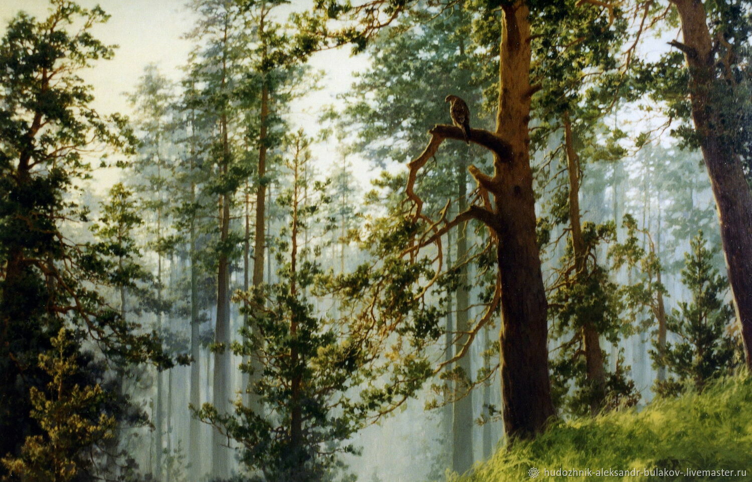 заповедный лес фото