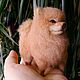 Pomeranian, miniature wool, Christmas gifts, Kaliningrad,  Фото №1