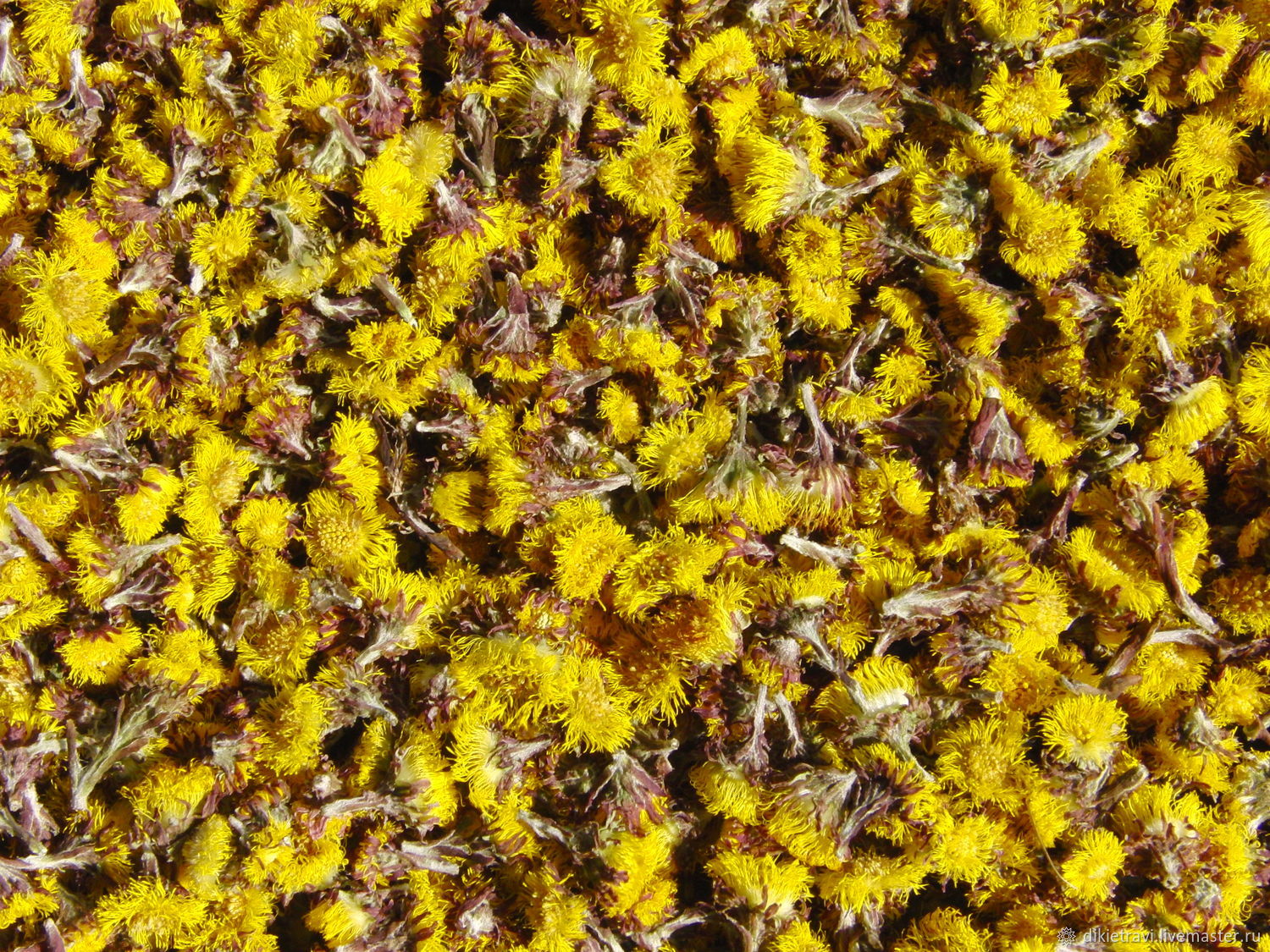 Мать-и-мачеха обыкновенная. Цветки. Цена за 1 г. цветов мать-и-мачехи ...