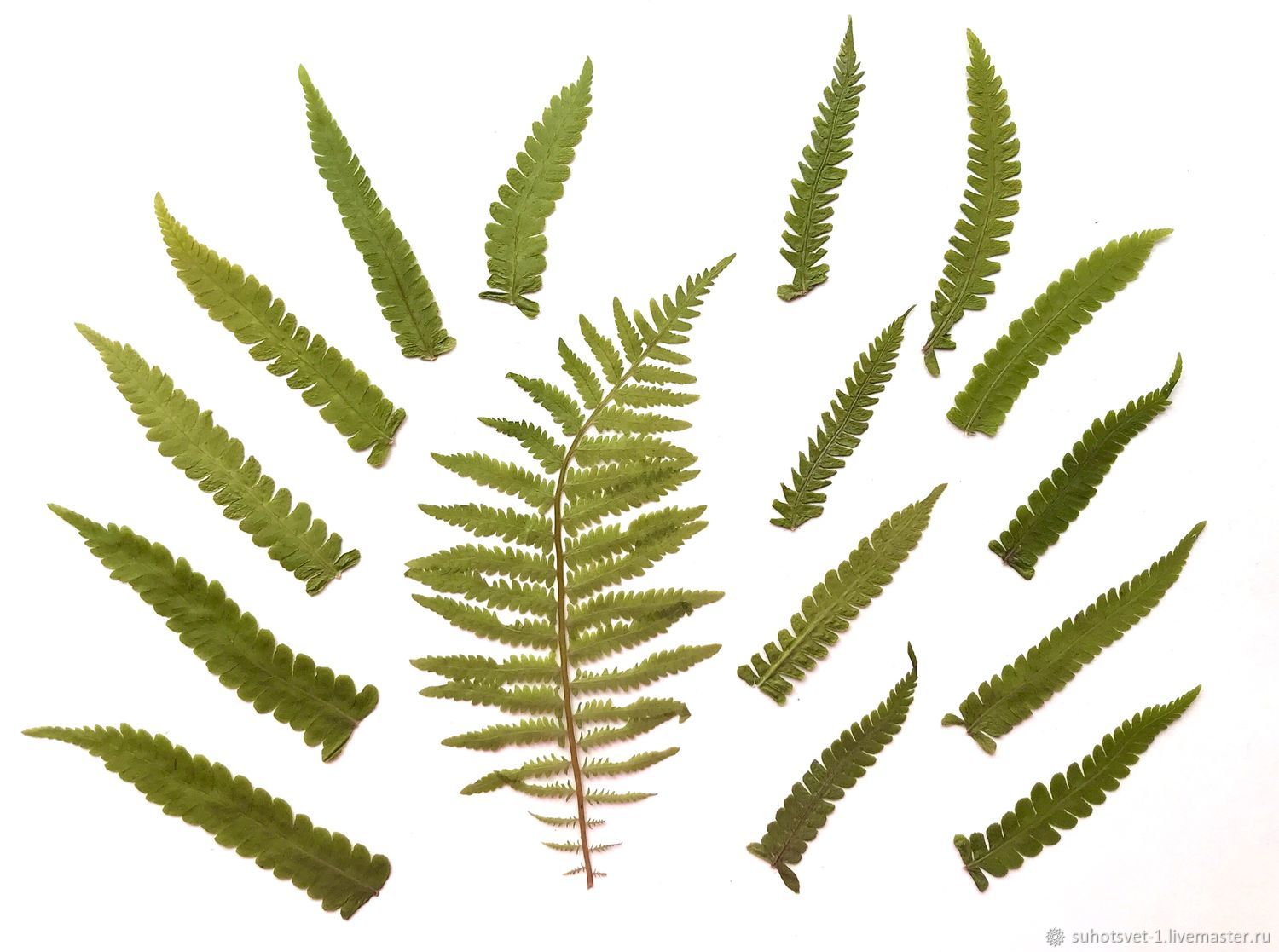 Листья папоротника плоской сушки в интернет-магазине Ярмарка Мастеров ...