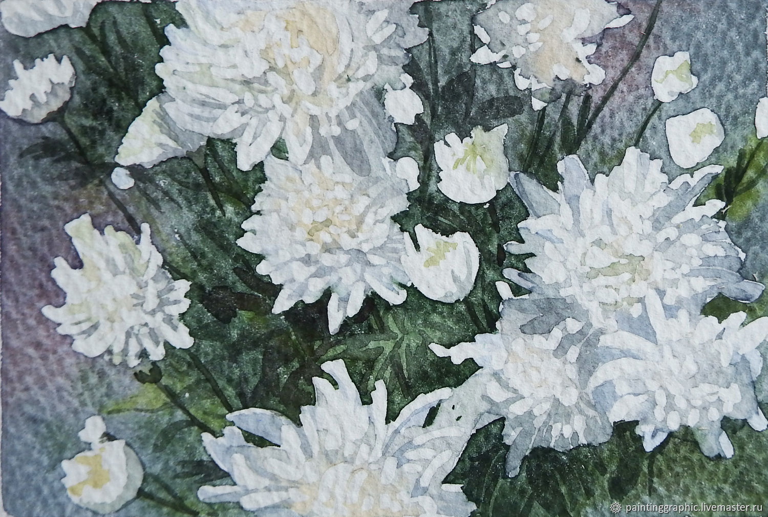 Хризантема белая -акварели Тутунова