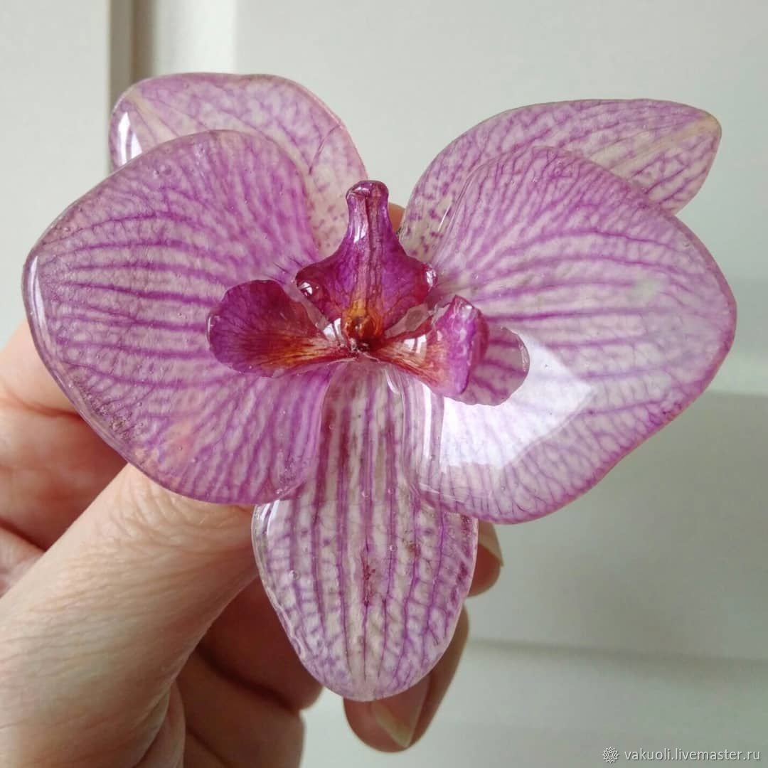 Глянец - брошь из настоящего цветка орхидеи, Брошь-булавка, Москва,  Фото №1