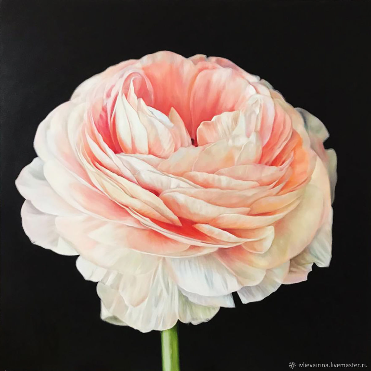 Oil Painting With Ranunculus Style Cm