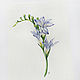 Freesia, Botanical watercolour, Pictures, Moscow,  Фото №1