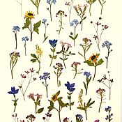 Сухоцветы: Набор цветов плоской сушки