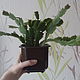  "Декабрист" (Шлюмбергера) большой. Комнатные растения. Izum-textil. Интернет-магазин Ярмарка Мастеров.  Фото №2
