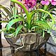 Орхидеи в кашпо. Комнатные растения. buket.buffet.decor/ Lana R. Ярмарка Мастеров.  Фото №5