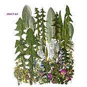 Сухоцветы плоский гербарий "полевые цветы 5"набор А4