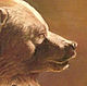 Картина "Медведь таёжный" (Гризли). Картины. SOLOVEI DESIGN. Ярмарка Мастеров.  Фото №4