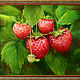  Strawberry. Pictures. nataly-k-art. Online shopping on My Livemaster.  Фото №2