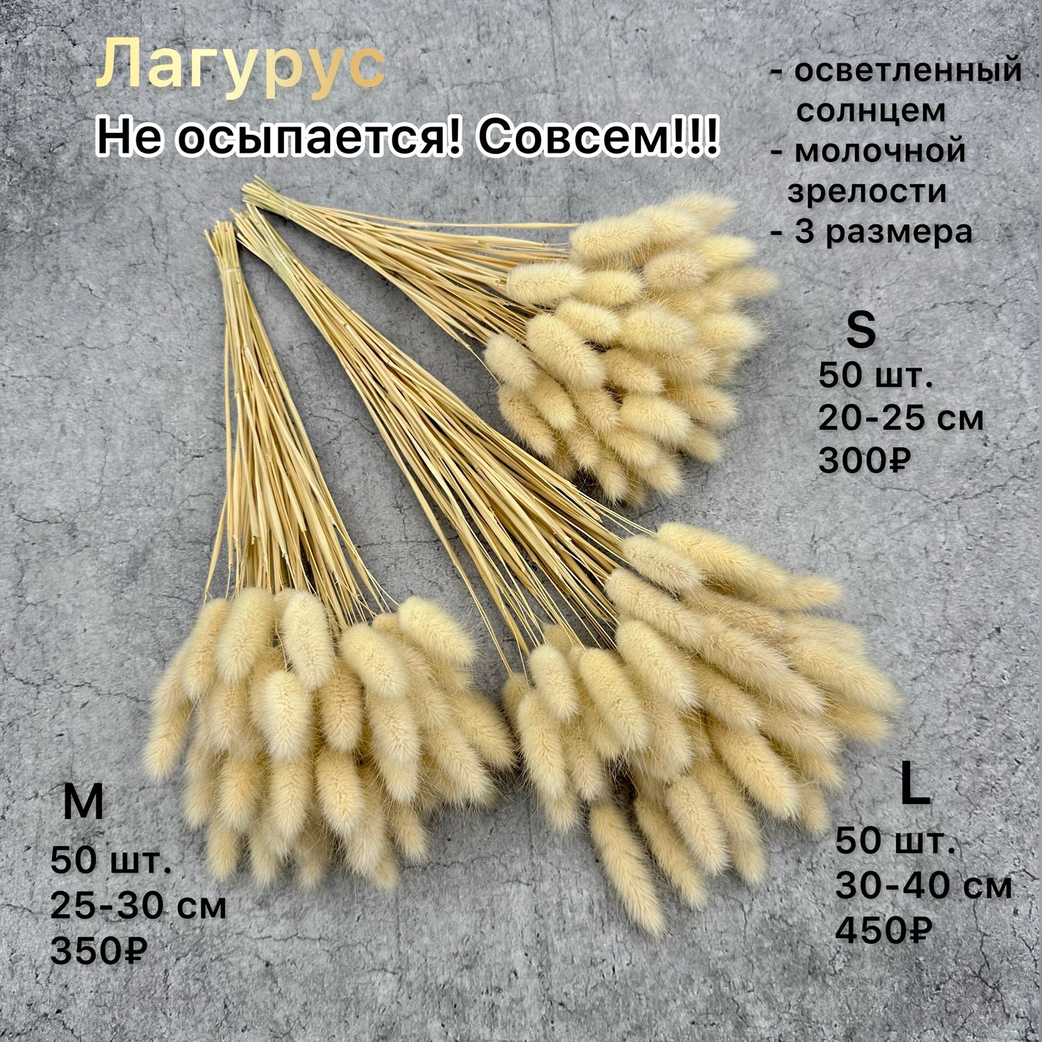 Лагурус сухоцвет семена