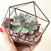 Цветы и флористика handmade. Livemaster - original item The Floriana with succulents, Echeveria. The icosahedron, d 16 cm. Handmade.