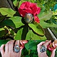 Перстень с яшмой и бутоном сбоку из серебра 925 пробы, Перстень, Москва,  Фото №1