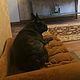 Couch for dog or cat Laura to buy. Sofa for dogs order. Lodge. Workshop for dogs and cats. My Livemaster. Фото №5