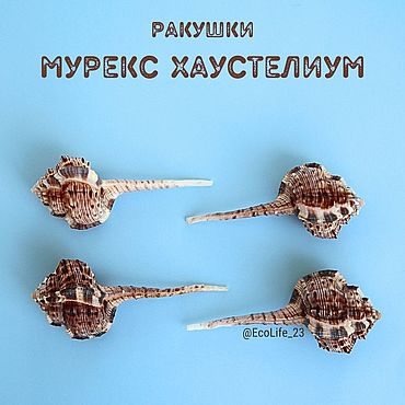 Морские ракушки в интерьере